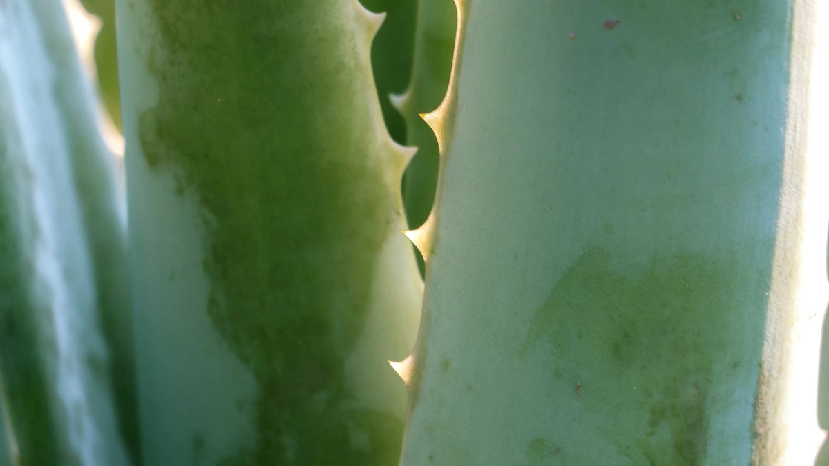 sapone di aloe vera